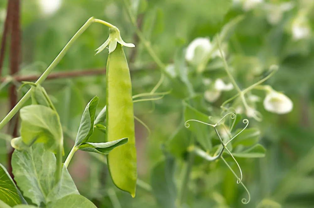 Entretenir la culture du pois